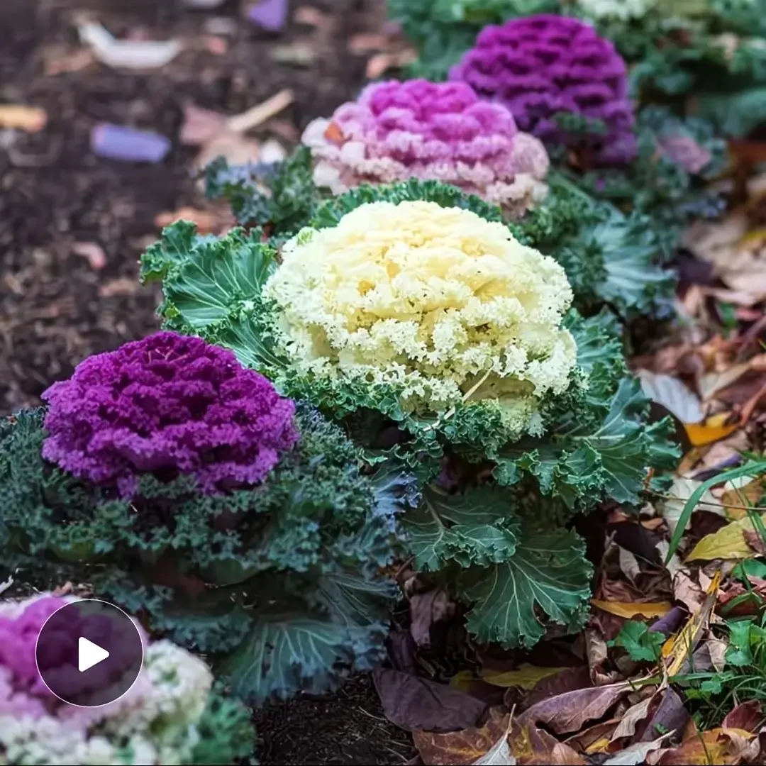 耐寒耐热可观赏羽衣甘蓝花草绿植花卉
