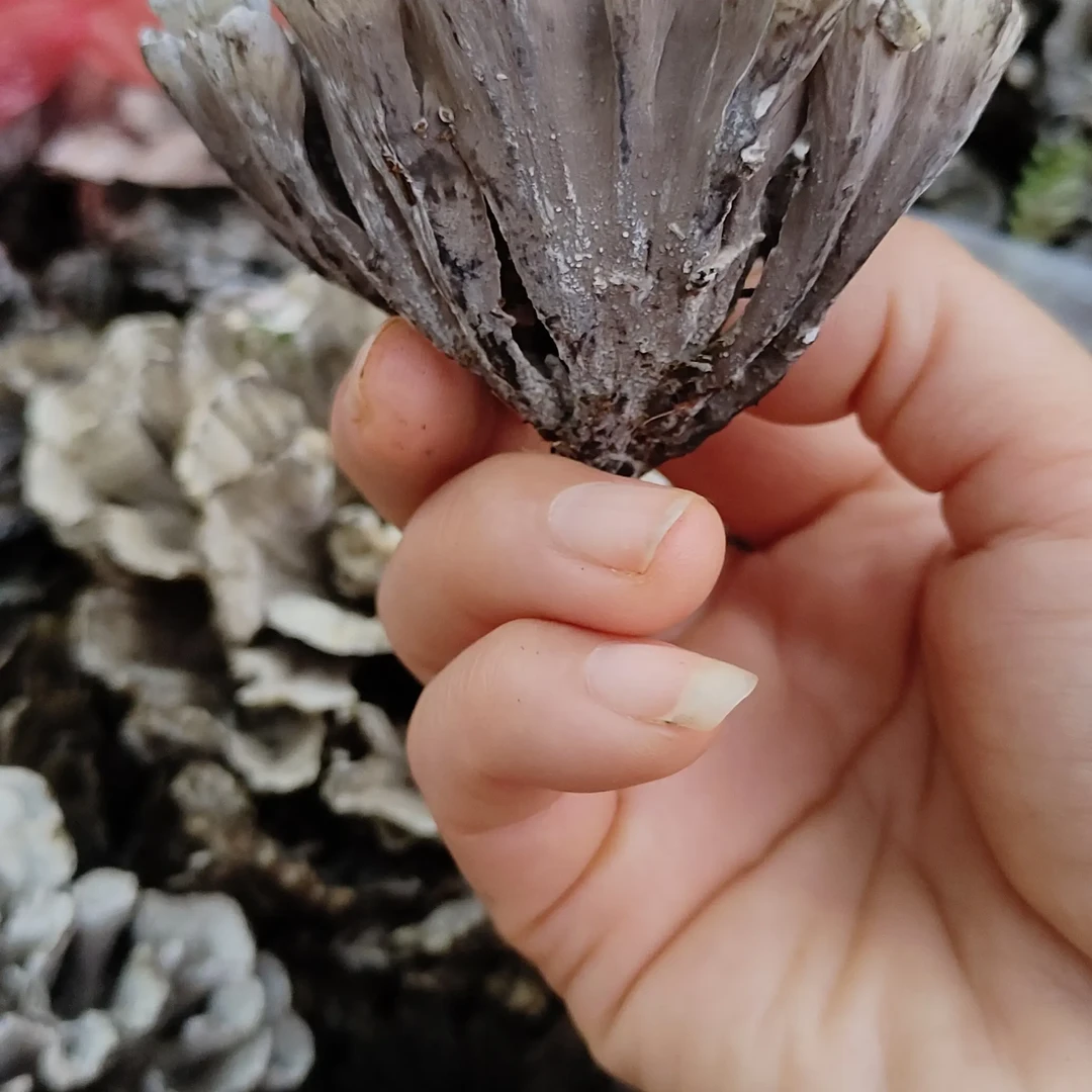 淼誉坛干巴菌酸辣子400克1瓶，酸辣口味，宜良的老味道