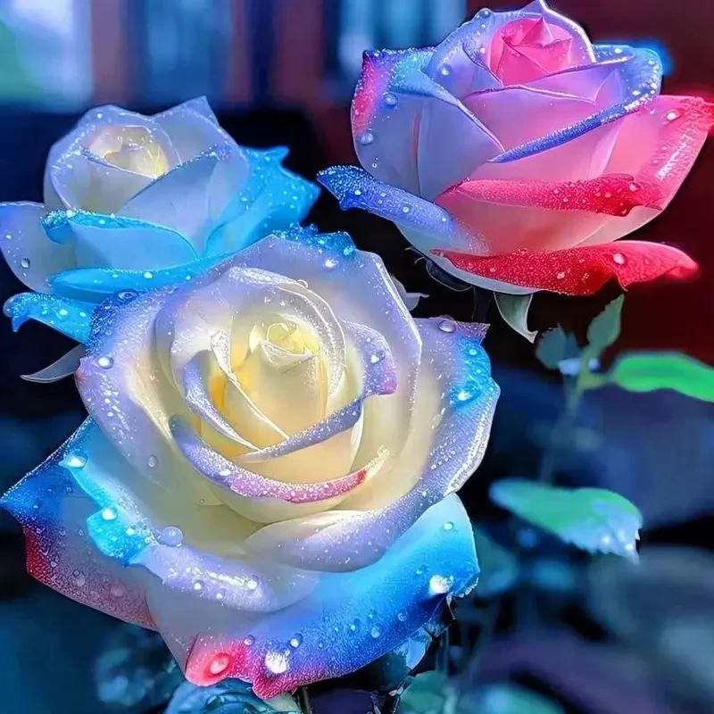 新品稀有浓香型玫瑰花盆栽花卉绿植庭院室内外阳台老根耐寒花大全