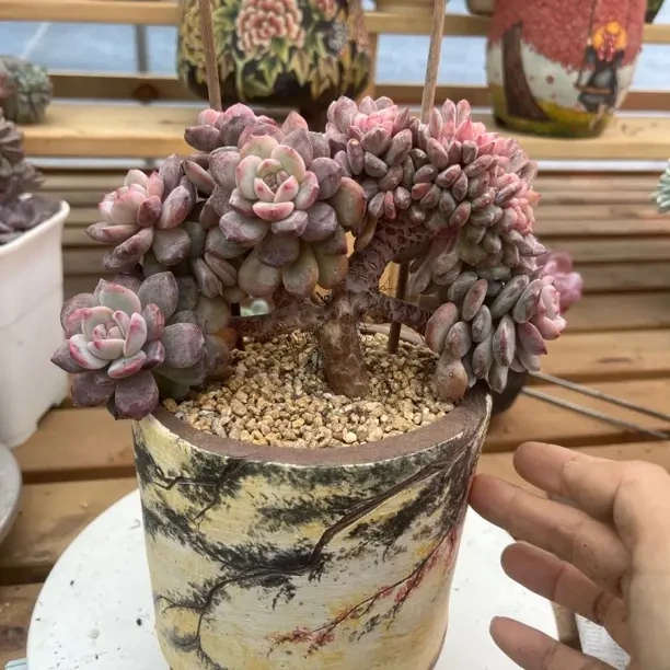 精品老桩多肉植物美观净化空气适合新手养护