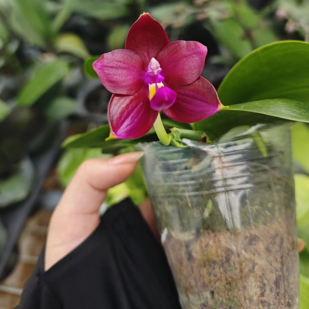 【花聚财精选】蝴蝶兰 （原生种）2.0寸杯 带花苞 浓香型