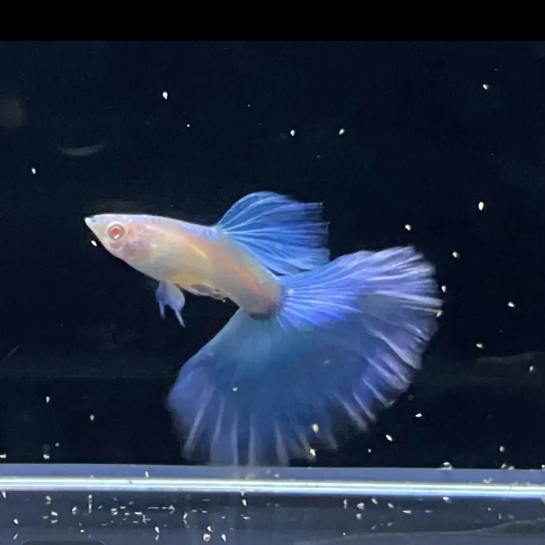 蓝白半月热带观赏鱼好养耐活小宠物