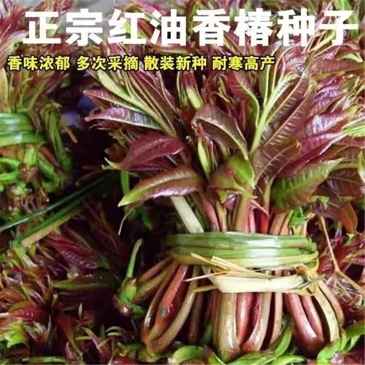 红油香椿种子耐寒速生抗旱香椿树种子高产芽菜四季水培蔬菜种子
