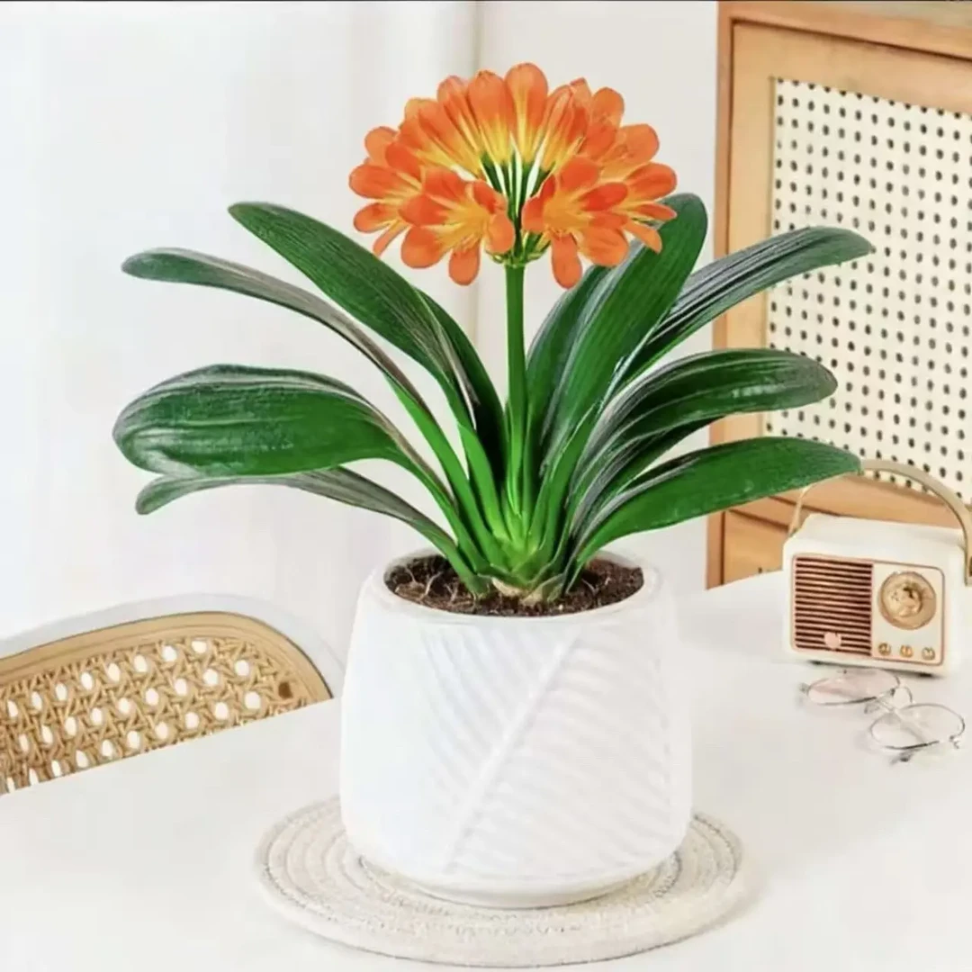 ZK【带盆8-10片】君子兰盆栽室内花卉四季常青适合客厅办公室摆放