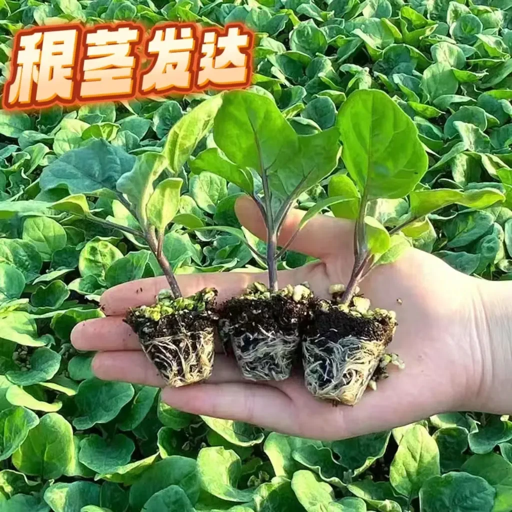茄子苗蔬菜苗带土新鲜高产抗病优地栽盆栽紫长茄苗庭院室外种植