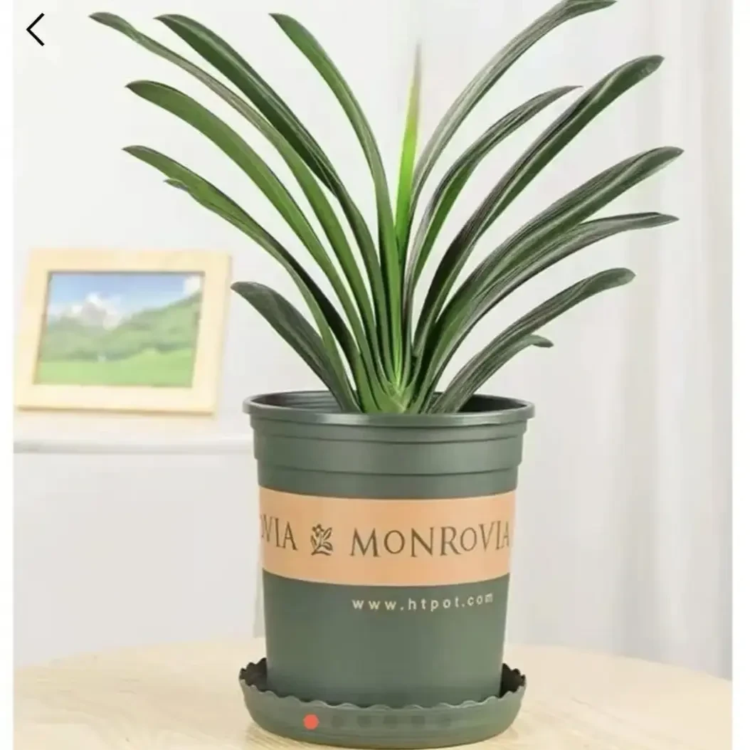 君子兰6-8片叶盆栽不带花招财高贵客厅办公室好养包活耐寒耐热