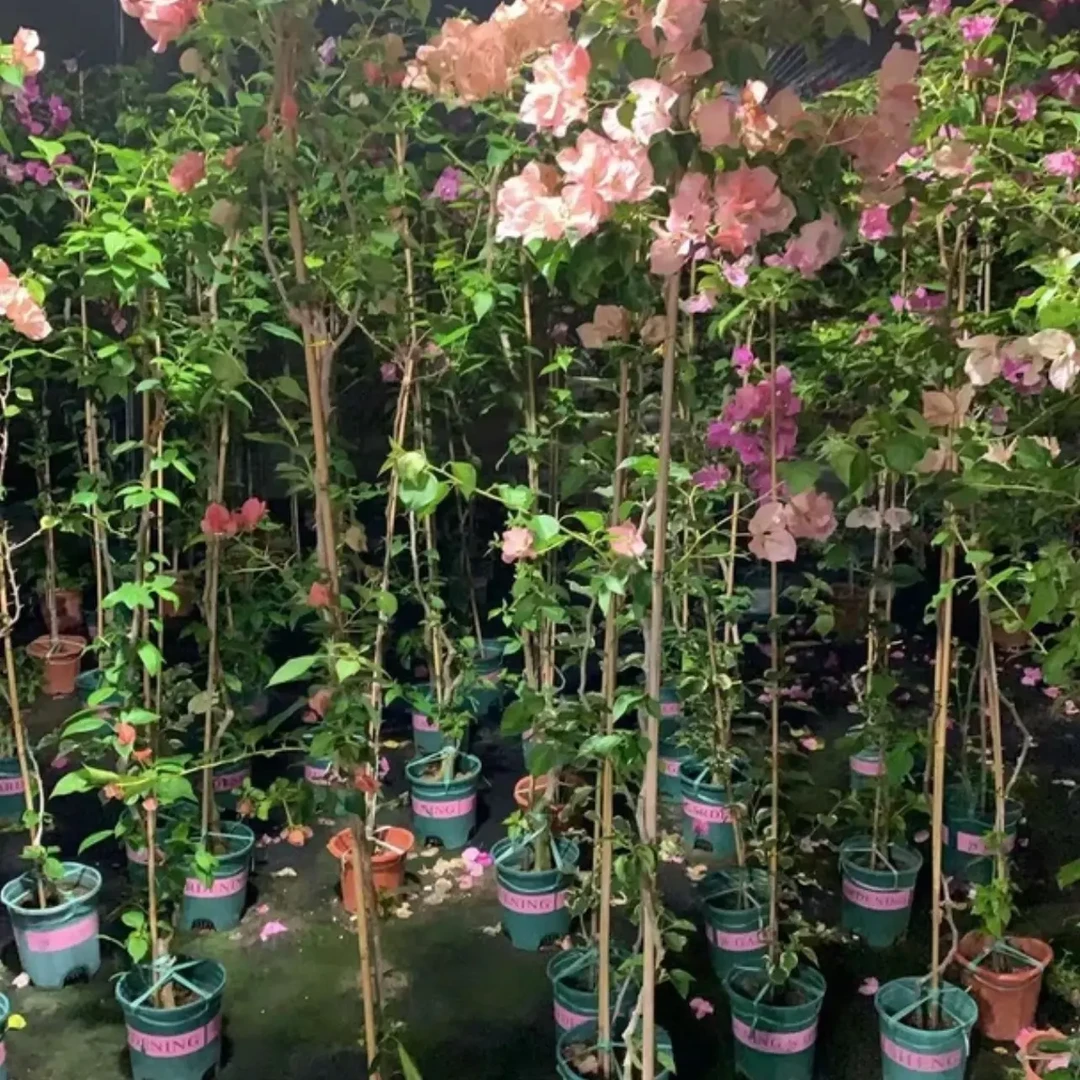 一物一拍三角梅单杆多杆老苗高飘四季开花花卉盆栽