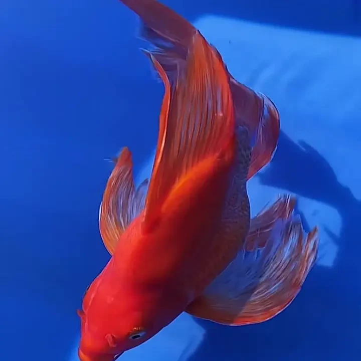 台系短身18-22CM纯种红色蝴蝶鲤观赏鱼大鳍长尾广温鱼