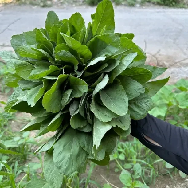 山里野苋菜 现采现发包邮