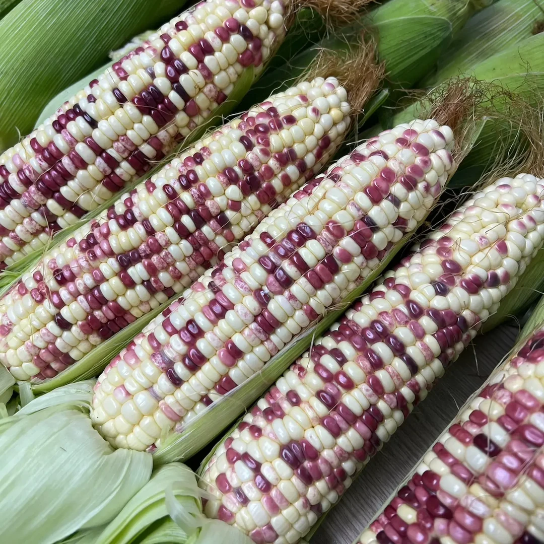花糯玉米当季新鲜带皮现摘甜糯代餐苞米原产地农家黏糯玉米蔬菜