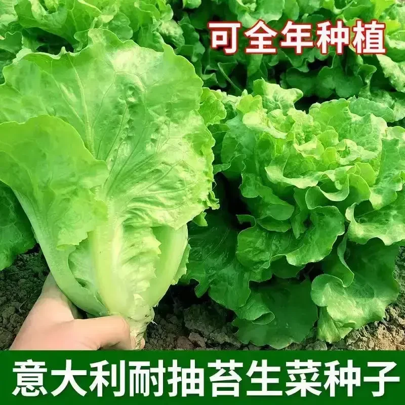 【意大利生菜种子】生菜种子耐热耐抽薹生菜可阳台小院盆栽蔬菜种子