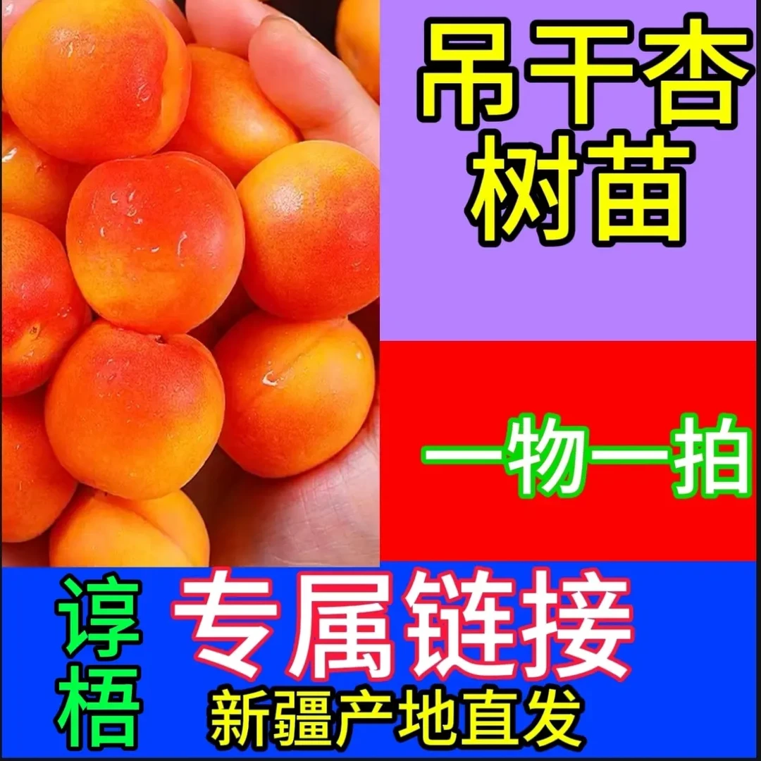 新疆吊干杏树苗适合房前屋后栽种