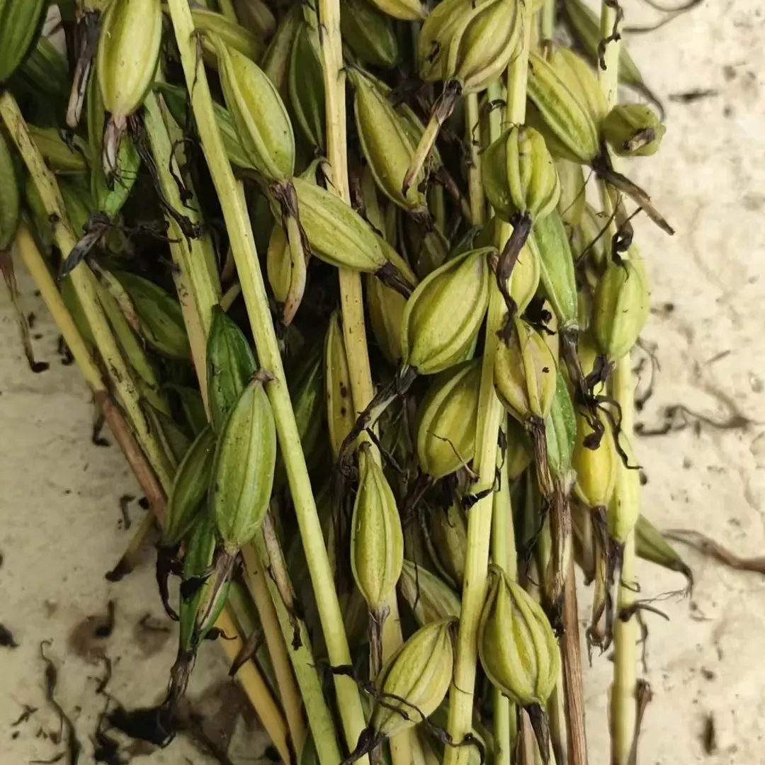 毛慈菇种子果夹杜鹃兰果荚山茨菇正宗中药材独角白芨籽优质