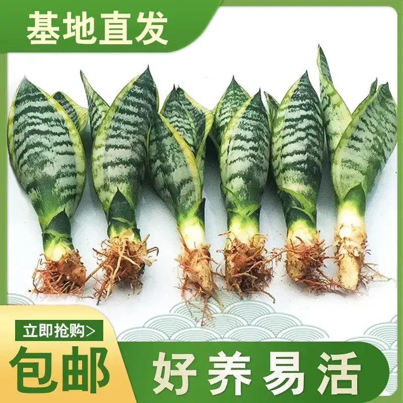 +金边虎皮兰盆栽绿植室内办公室四季常青种植基地直发