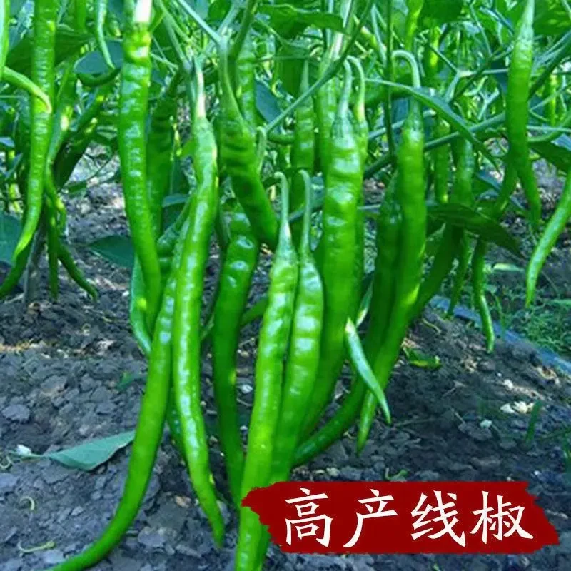 超长线椒秧苗336加长辣椒种苗杭椒抗病高产蔬菜种苗量大批发