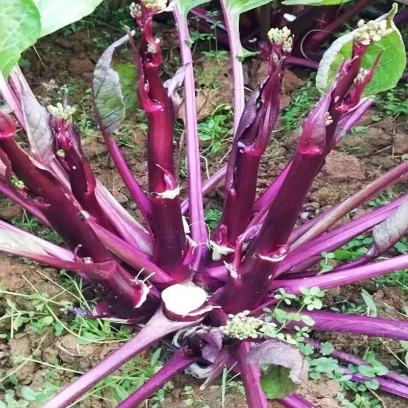 红菜苔苗 白菜苔苗红菜苔新鲜 十月红菜苔苗蔬菜苗秋冬季蔬菜秧苗