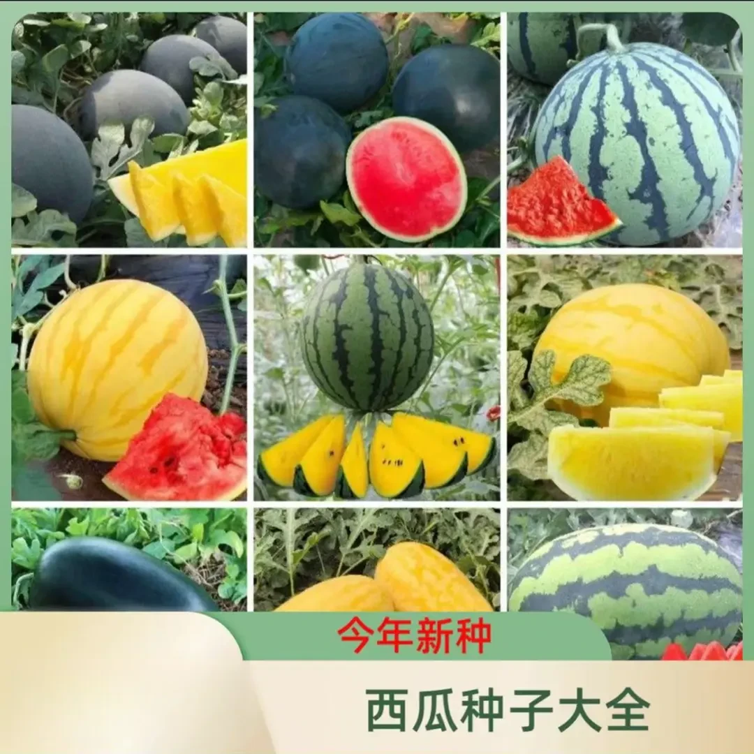 【满5包包邮】西瓜大全种子早熟易种植春天播种少籽多汁清甜西瓜