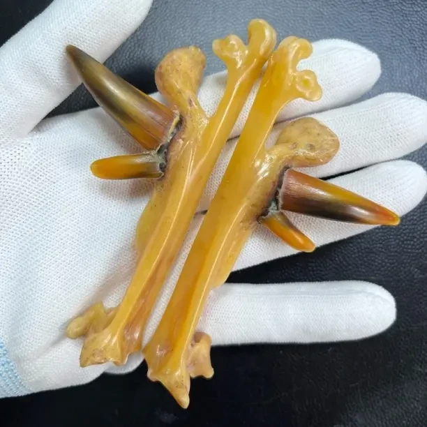 鸡爪骨手把件黄油骨盔甲双蹬一对