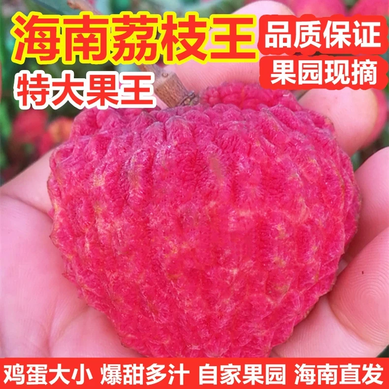 【空运直发】海南荔枝王超大荔枝火山岩新鲜当季时令水果3-5斤礼盒
