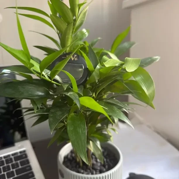 竹柏盆栽室内驱蚊植物四季常青好养耐阴花卉绿植