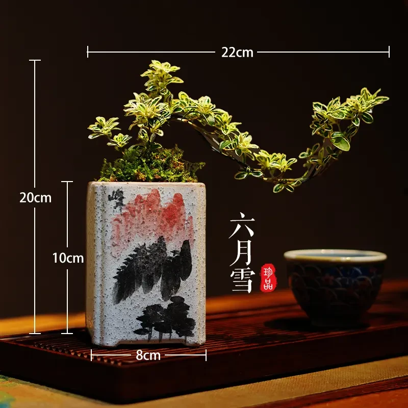 六月雪盆景老桩室内绿植花卉客厅办公室桌面禅意摆件植物好养盆栽