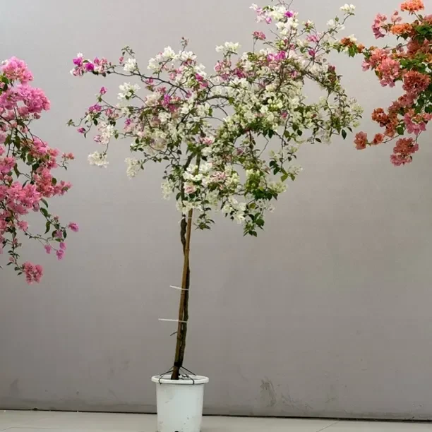 勤花三角梅四季开花耐寒盆栽适用于阳台庭院