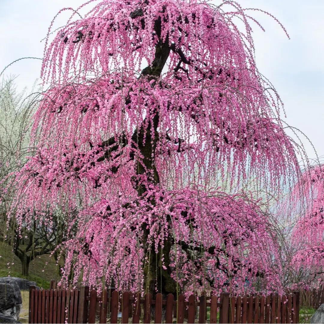 【梅花】·垂枝梅·多层，造型奇特，适合盆栽地栽，耐寒多年生，花色多样