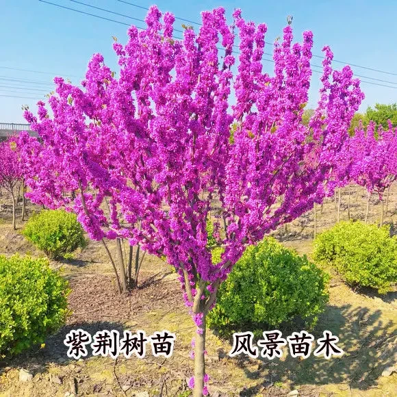 紫荆花树庭院道路两侧种植紫荆浓香型花卉绿植庭院行道大型植物