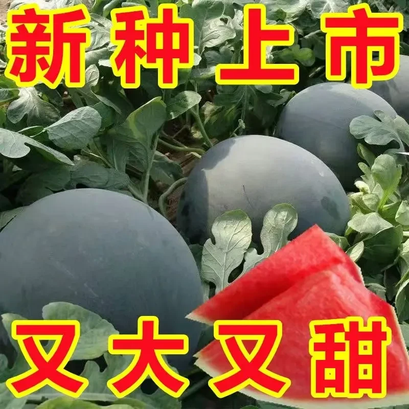 黑皮无籽西瓜种子超甜高产薄皮红心特大西瓜种籽四季阳台盆栽耐热