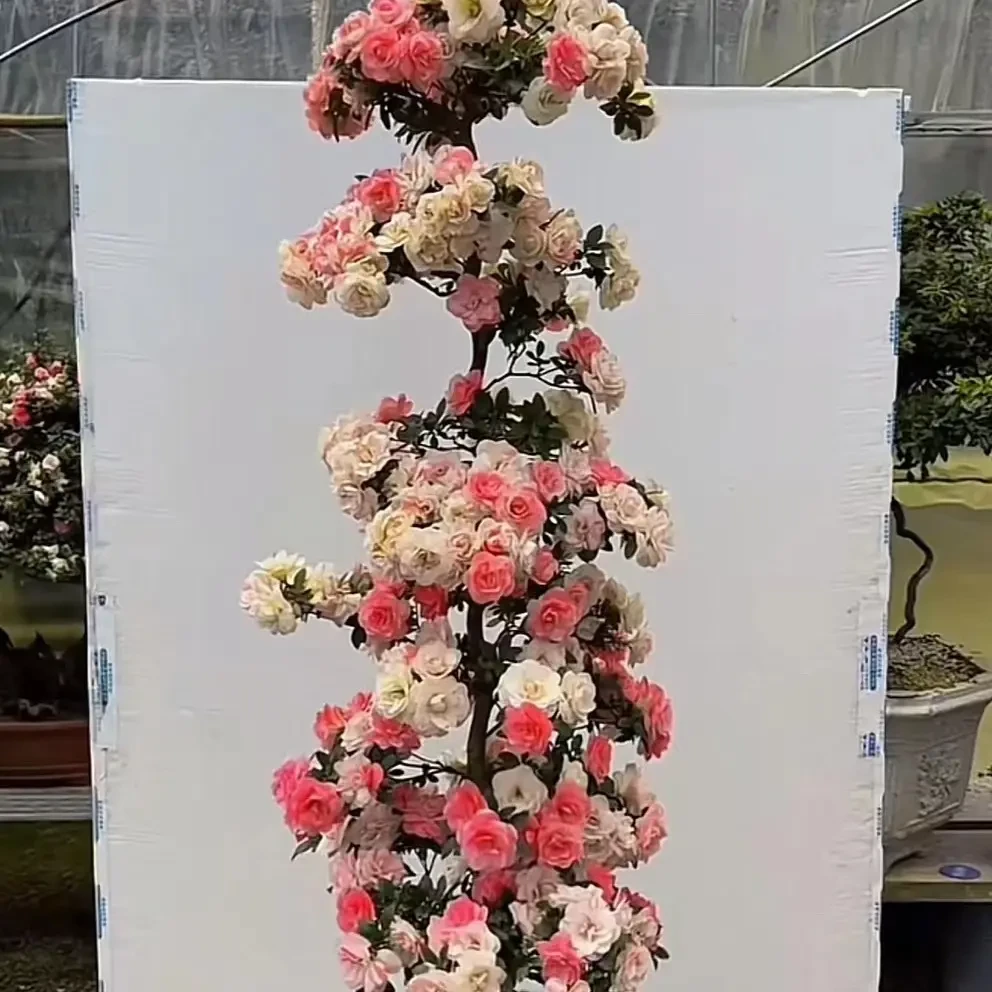 中国风禅意皋月杜鹃老桩盆景