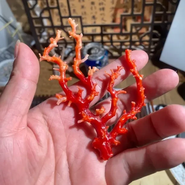 天然阿卡珊瑚树形摆件