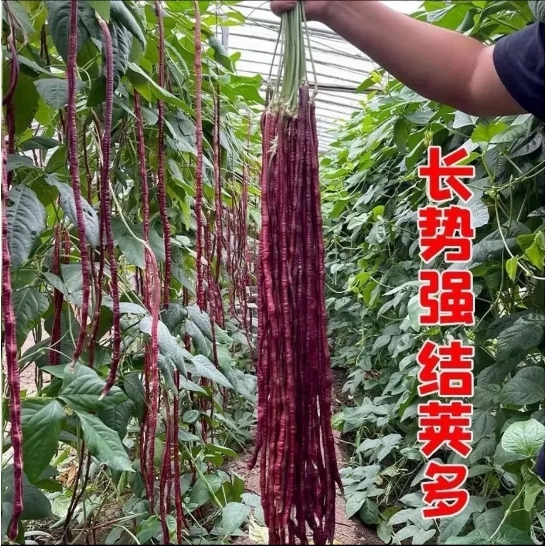 【紫豇豆种子】蔬菜夏季紫长豆角种子红豇豆红色豆