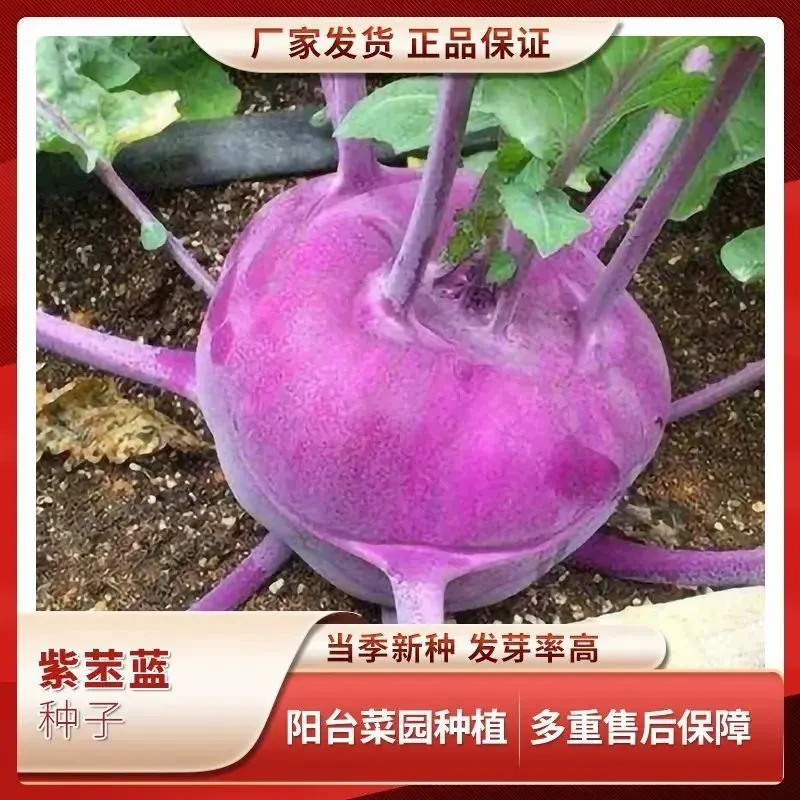 水果紫苤蓝种子紫苤兰球茎苤菜天津青苤蓝大头菜薄皮生吃脆嫩芥兰