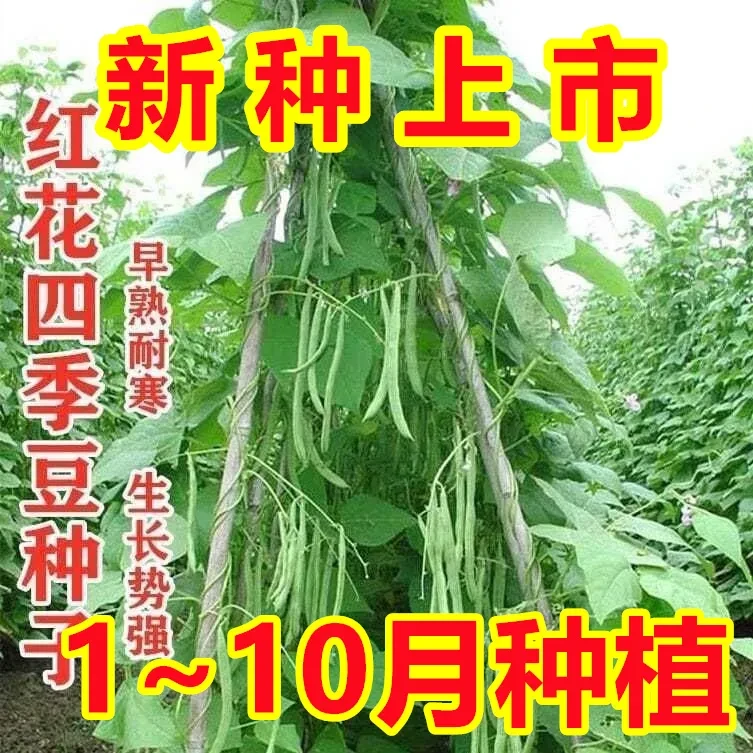 【春播特惠】【四季豆】高产早熟有架四季豆种红花无筋豆