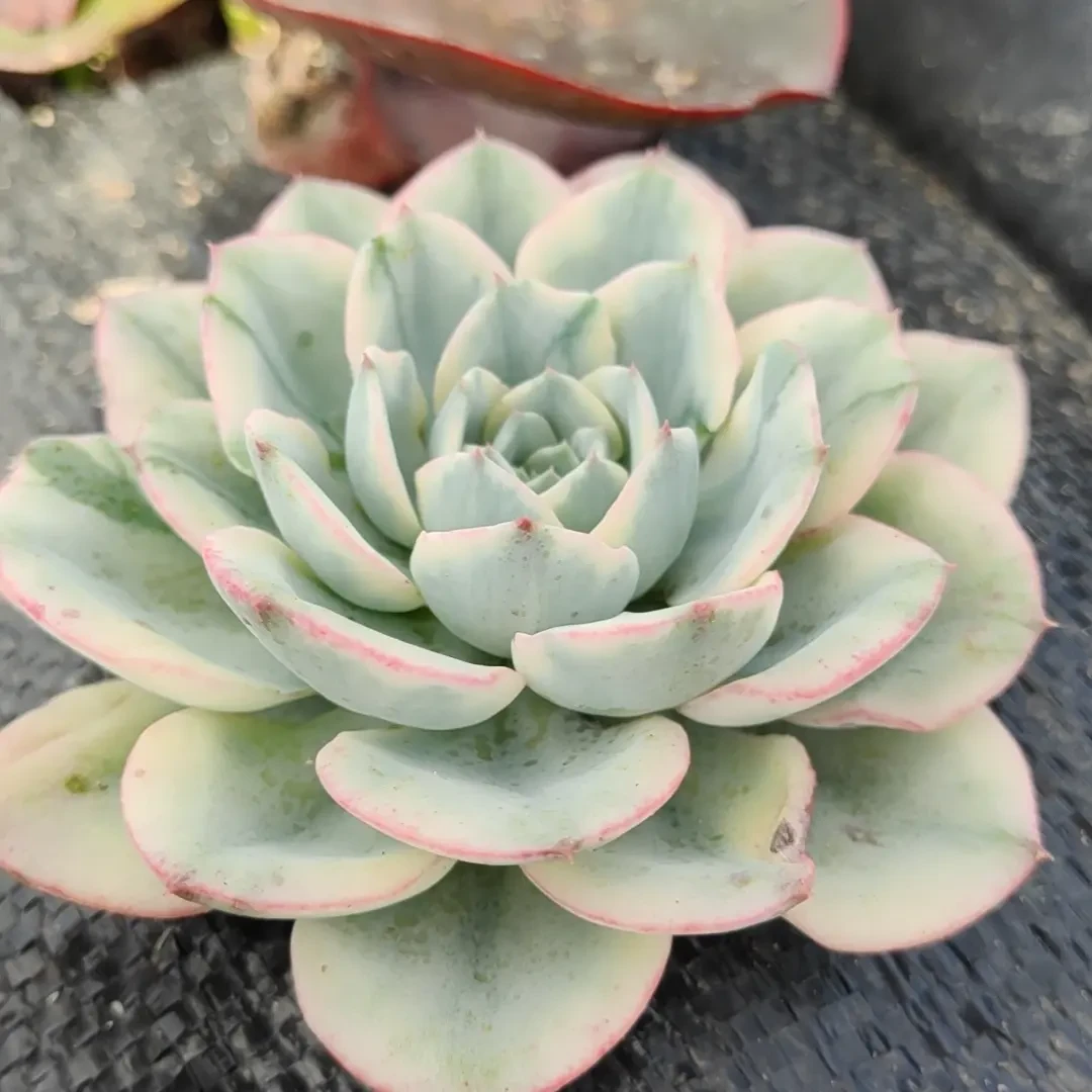 新手好养的云南多肉脱土发货