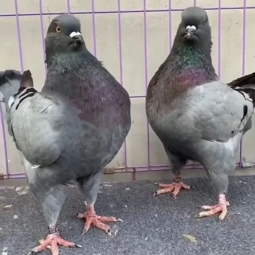 灰色鸽 肉质鲜美营养丰富 煲汤炖肉食用