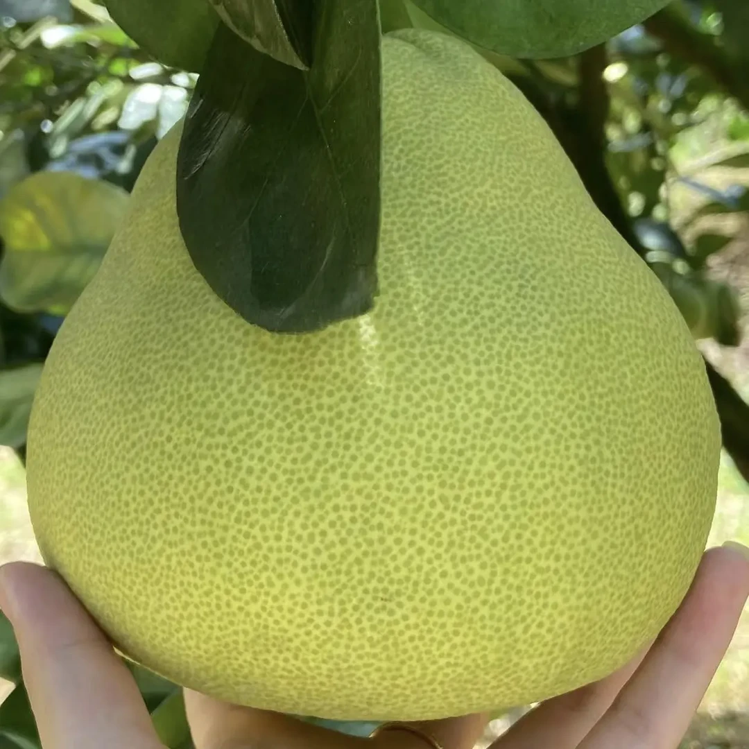福建仙游度尾文旦柚精品大果单果2到3斤重