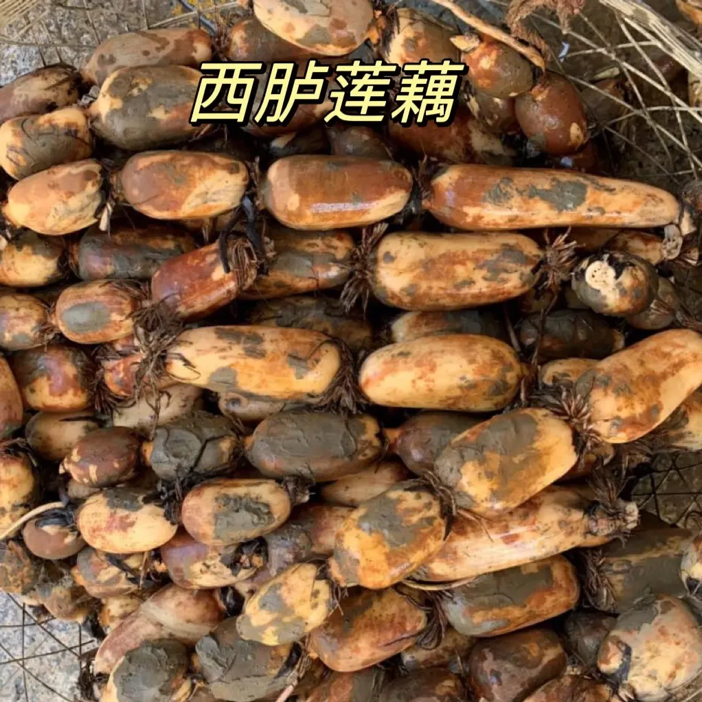 西胪半咸水莲藕新鲜现挖粉糯香甜煲汤佳品