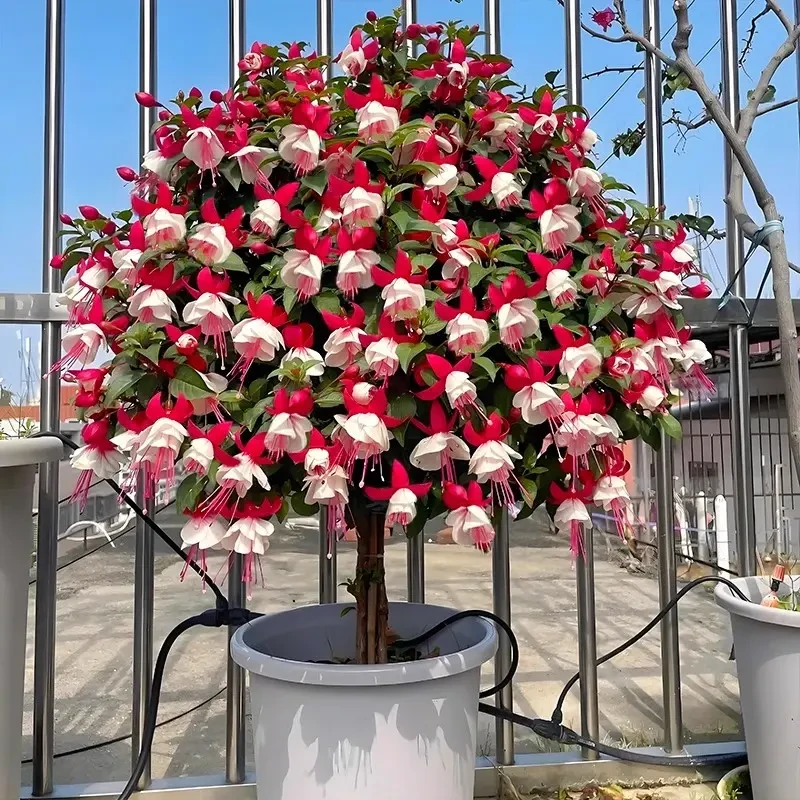 棒棒糖灯笼花四季开花苗室内外好养活倒挂金钟花卉阳台绿植物盆栽