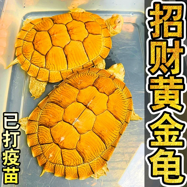 正宗金钱龟招财黄金龟观赏长寿龟深水吃菜龟可爱宠物小乌龟活体