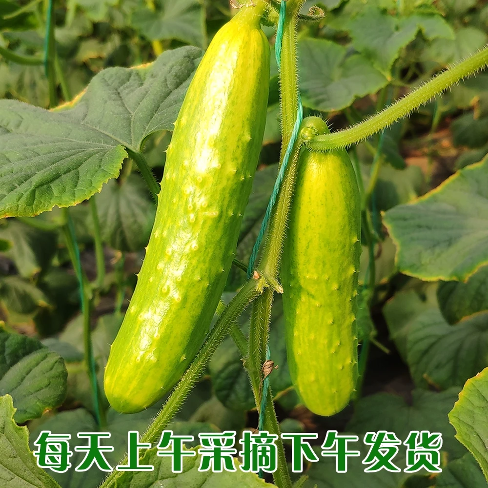 【JD快递】河北奶油白玉水果黄瓜头茬带刺现摘生吃黄瓜