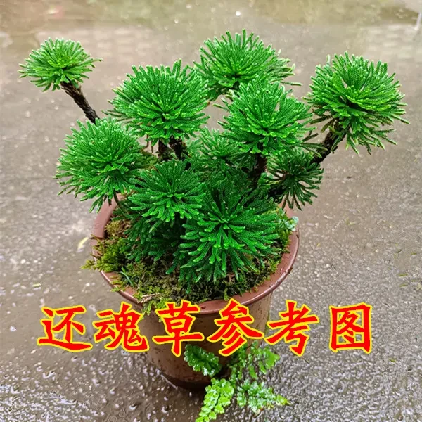 神奇的植物九死还魂草卷柏 见水还阳复活草 微型造景绿植盆景盆栽