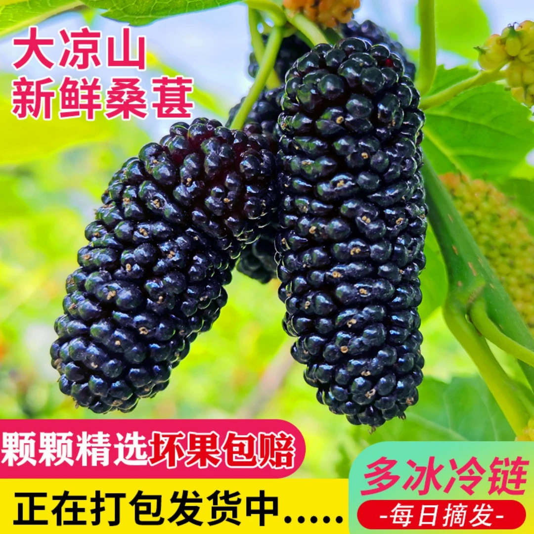 大凉山鲜桑葚新鲜现摘现发水果5斤黑桑椹酵素泡酒水熬膏酱原浆