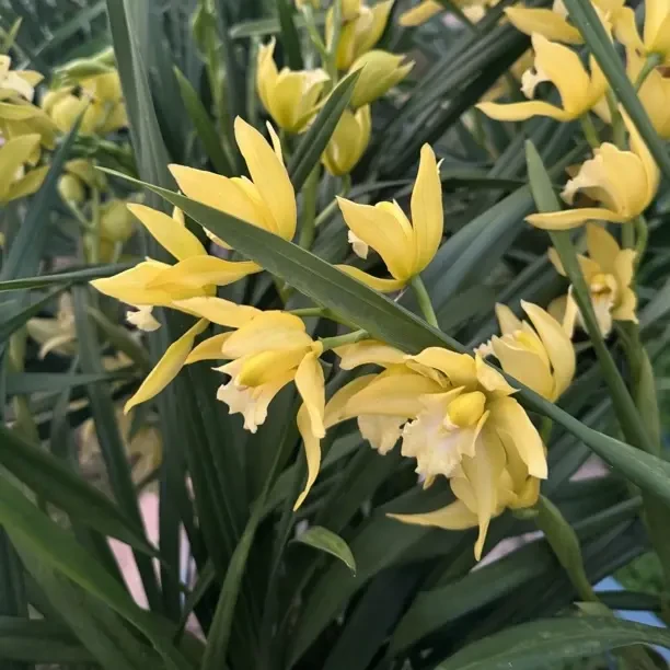 【迎春】桌面款杂交兰（瑕疵款不售后）