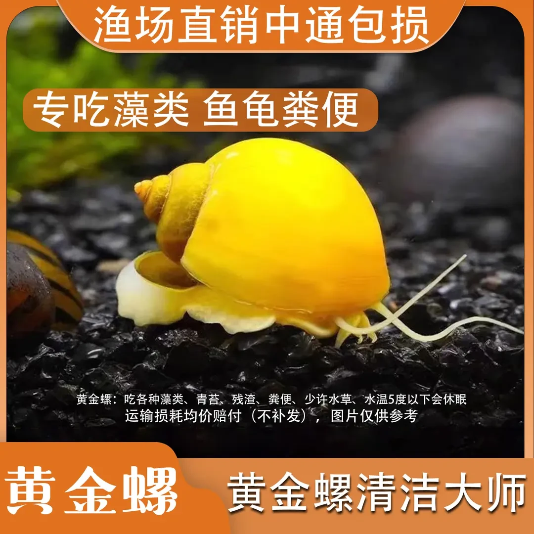 黄金螺除藻螺观赏螺鱼缸清洁螺吃藻螺苹果螺斑马螺吃粪工具淡水螺