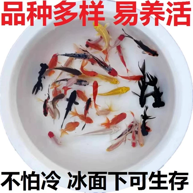 淡水冷水观赏鱼红草金鱼自来水耐养活鱼小金鱼饲料活体鱼苗小锦鲤