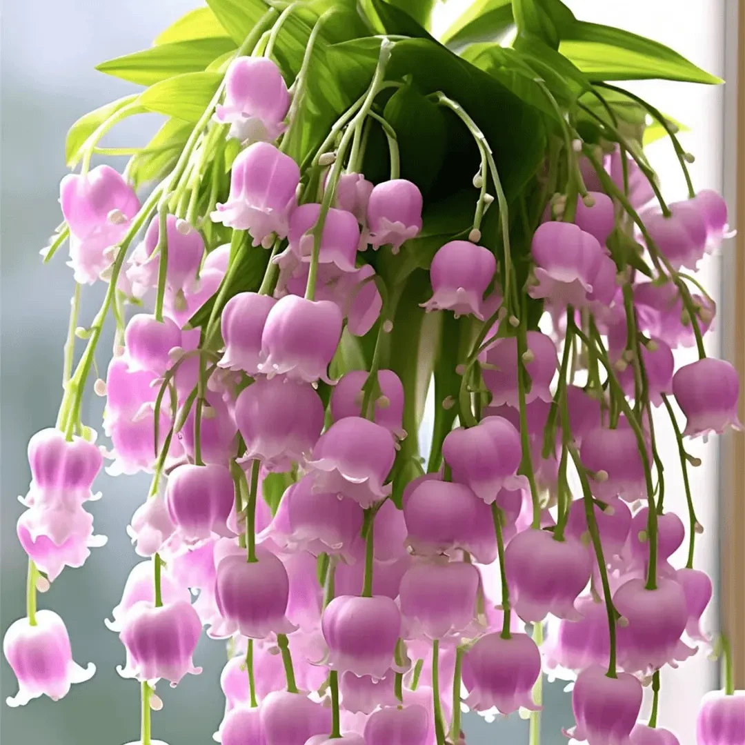 香水铃兰花带根带芽四季开花浓香大花型新手好养花卉绿植盆栽花苗