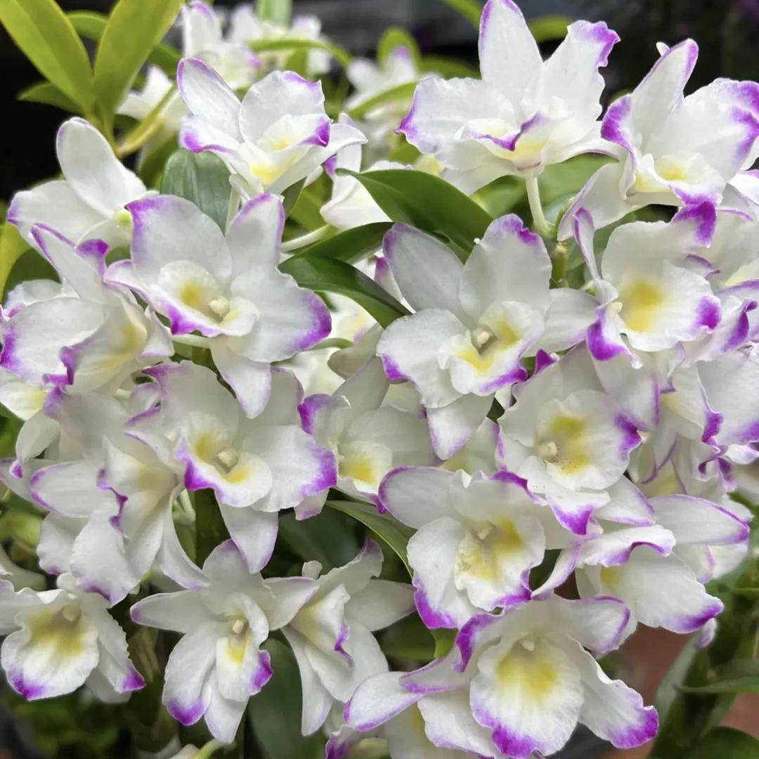 春石斛兰甜心公主好看好养适合阳台种植（不保温冻伤不售后）