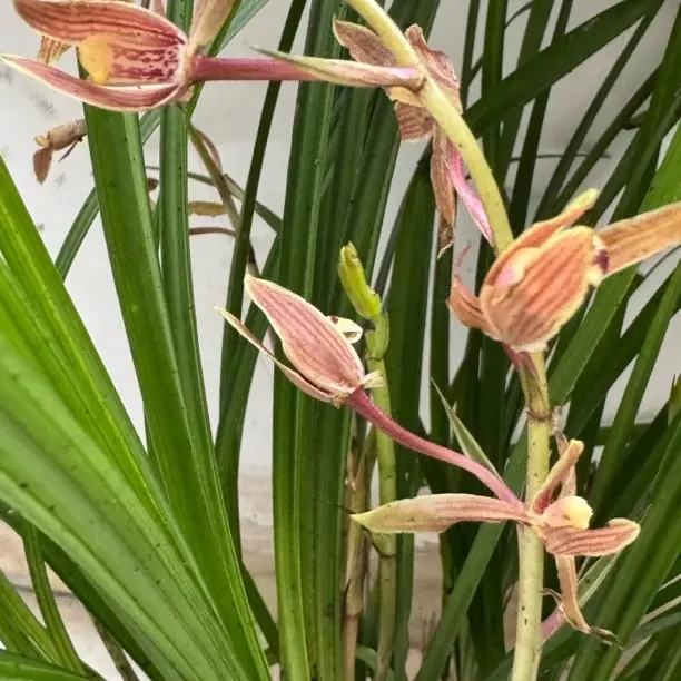 建兰女儿红带花苞浓香型四季兰花室内绿植盆栽花卉苗易养护