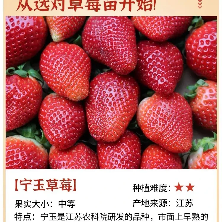宁玉市场早熟的一款 香甜大果苗新手易种阳台盆栽 6颗发